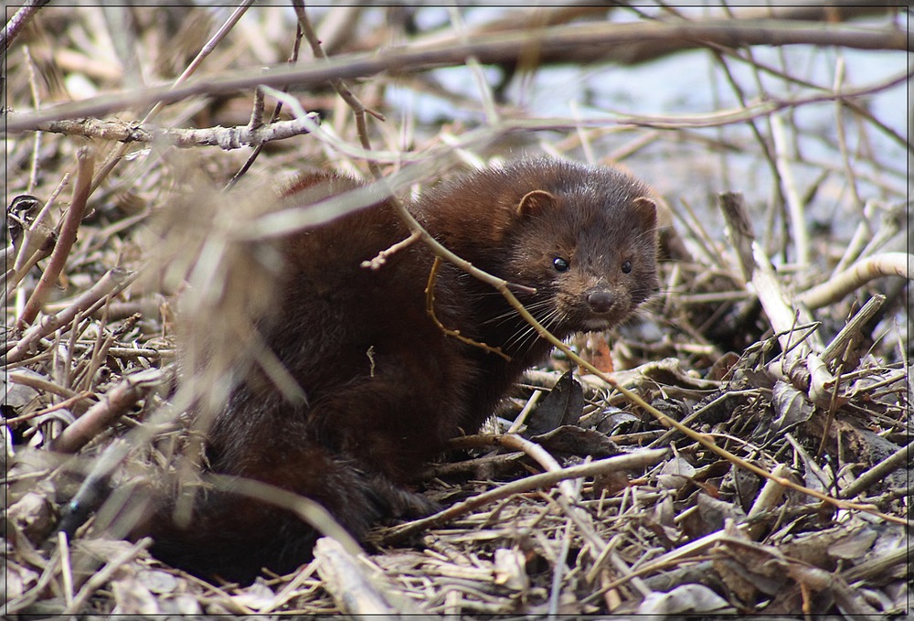 American mink