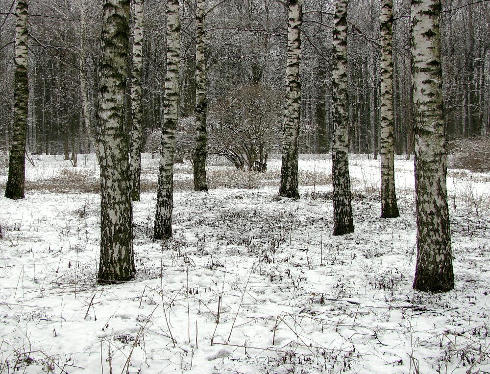 березы снег апрель