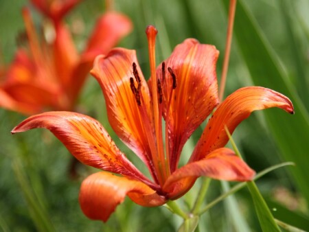 Цветок в саду №1