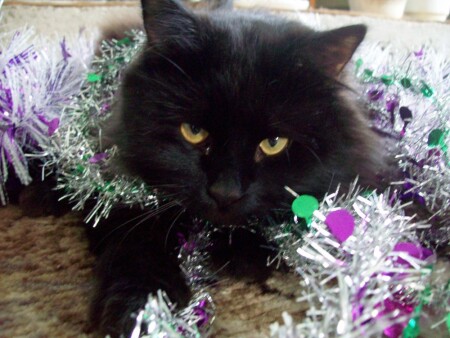 Новогодний Котэ