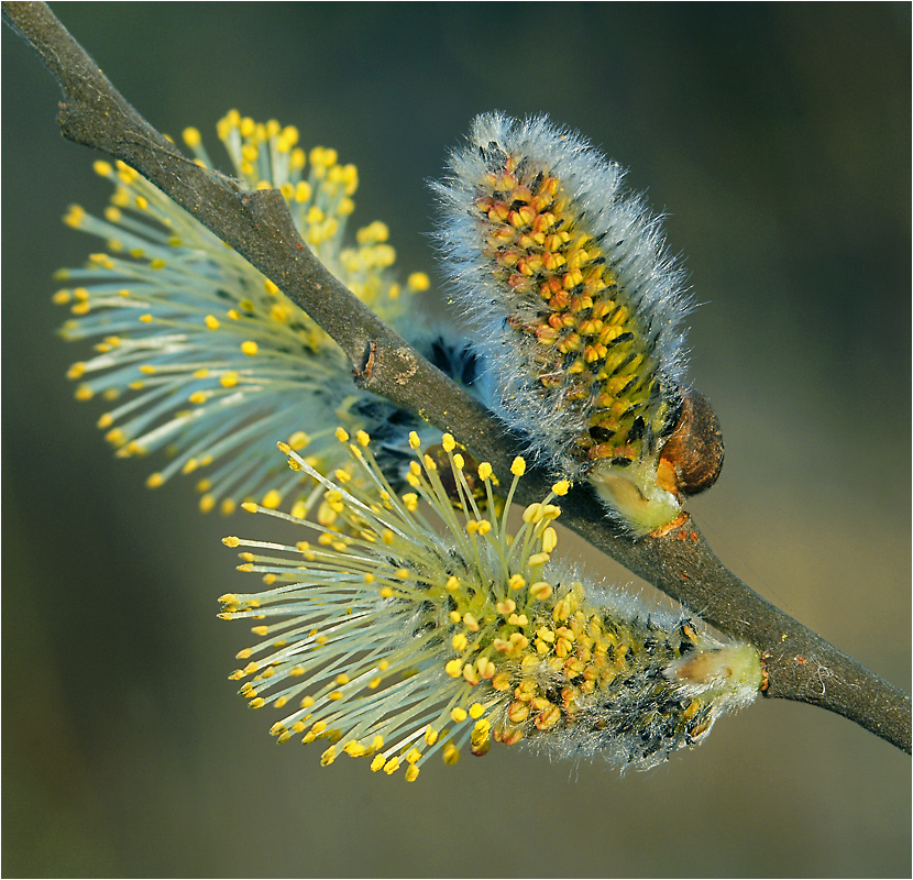 Salix - Верба