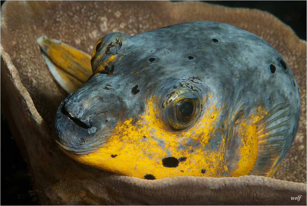 blackspotted puffer