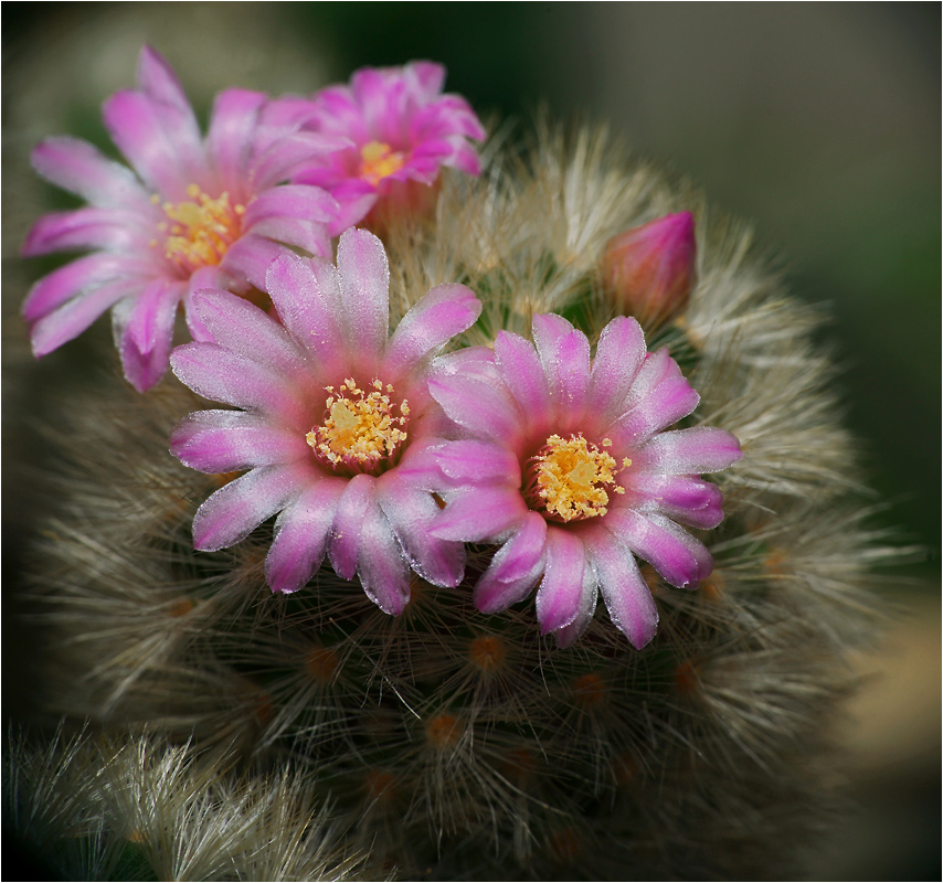 Mammilaria dasiacanta - кактус маммилярия