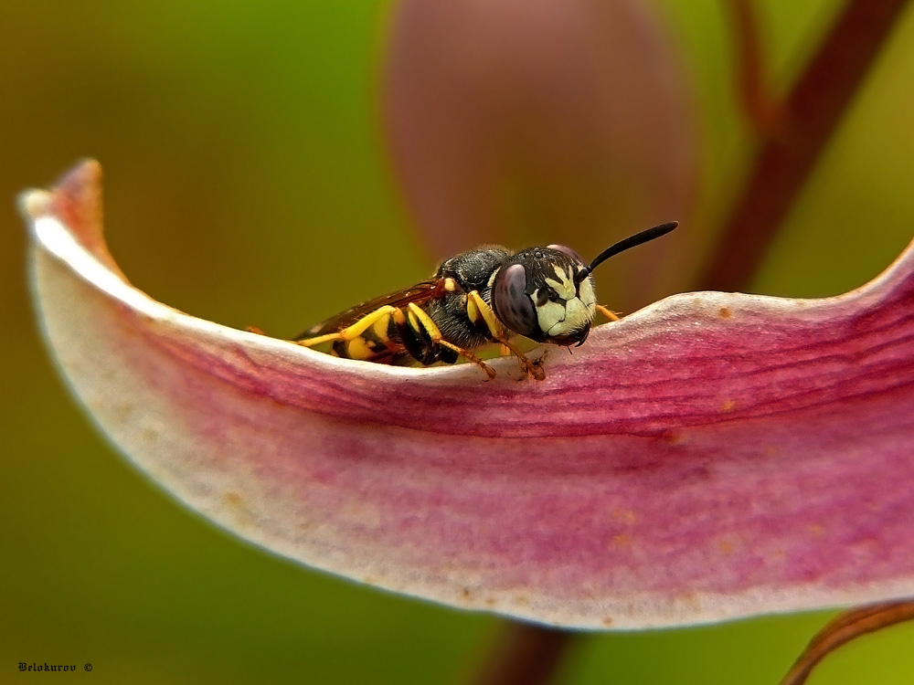 Песочная оса Philanthus triangulum