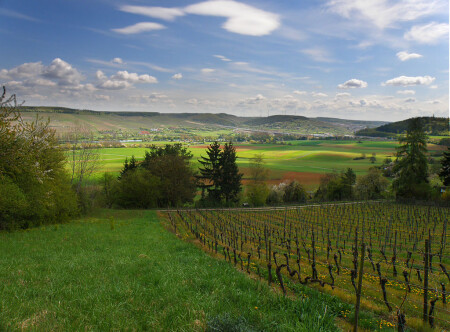 Виноградник