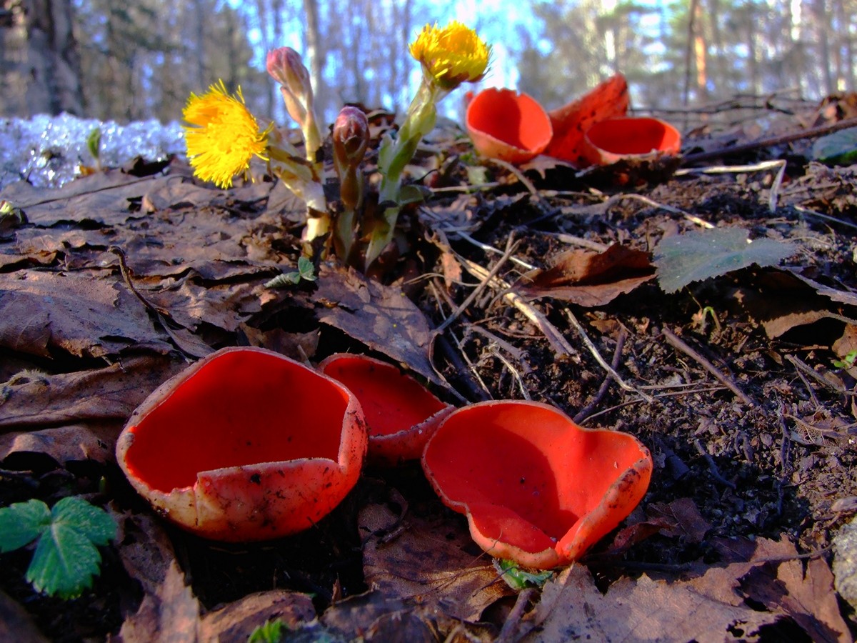 Ранний красный гриб