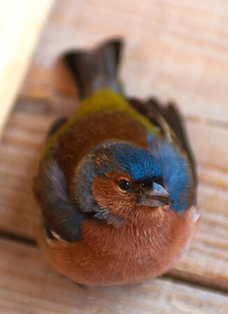 Птичка невеличка