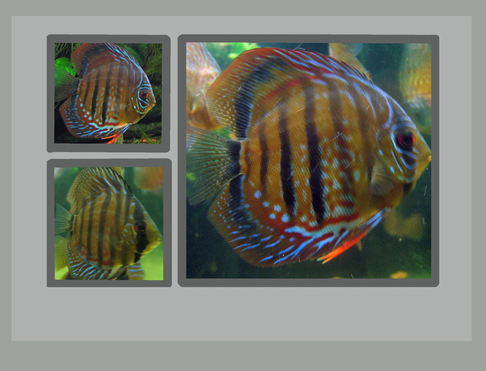 Discus_Fish