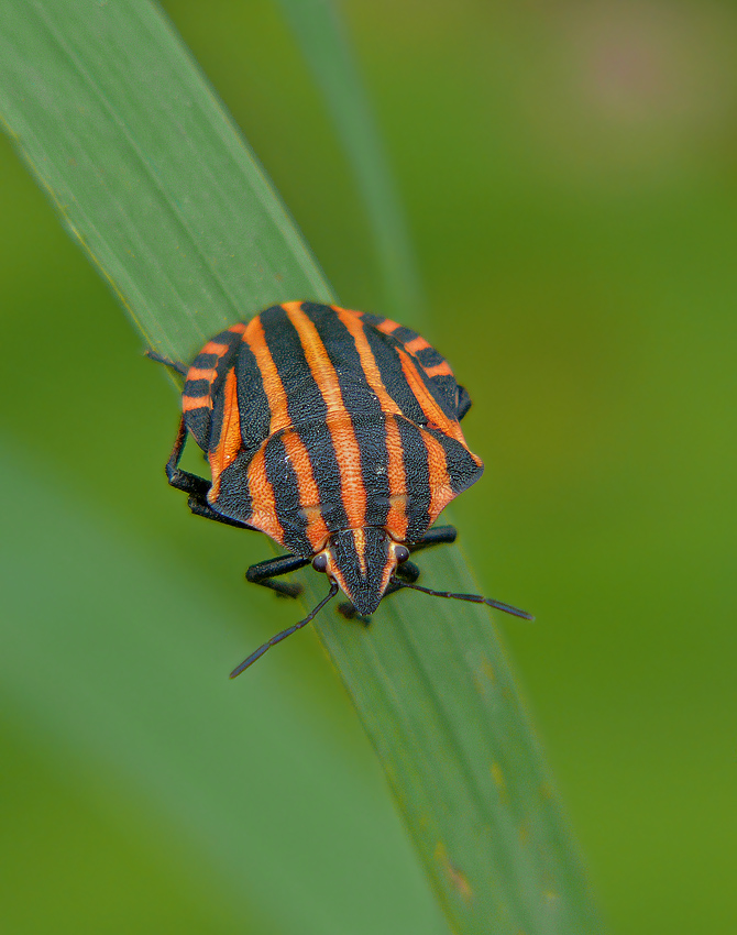 Клоп итальянский Graphosoma lineatum