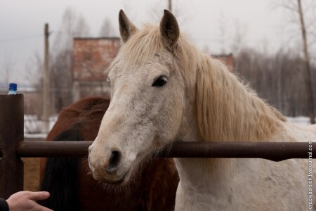 Лошадка