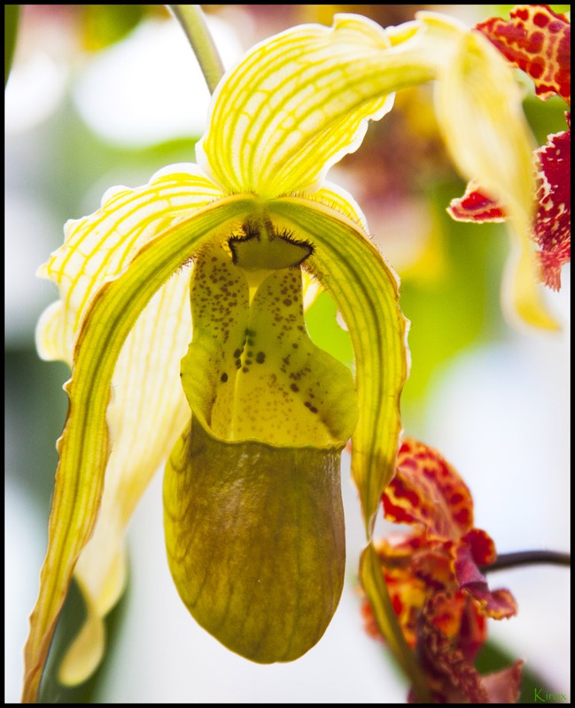 Paphiopedilum Pinocchio