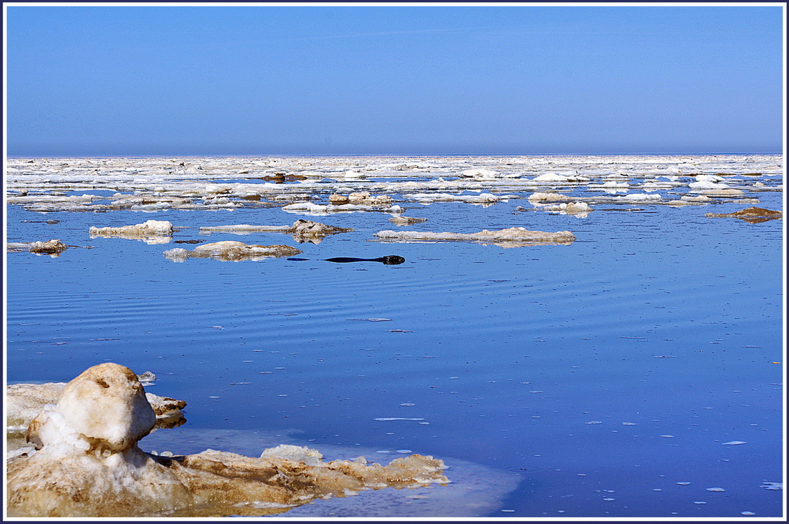 Бобер и море.