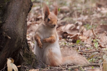 Белка. Портрет &amp;quot;у нычки&amp;quot;. :)