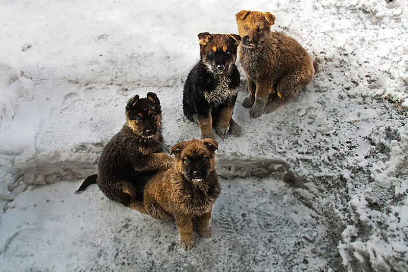 Семейное фото)