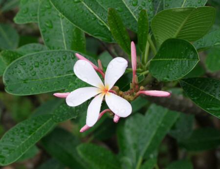 после дождя