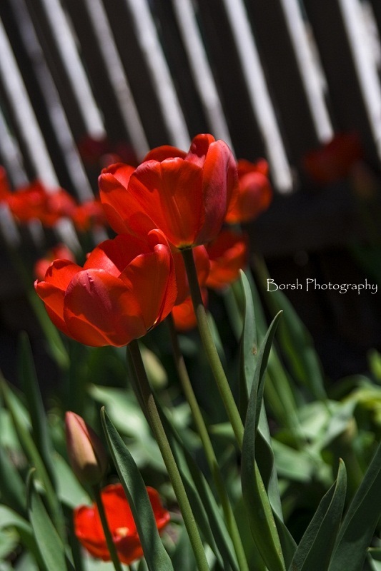 Spring in red