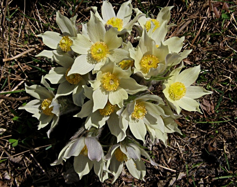 Pulsatilla patens - Дружная семейка Прострела