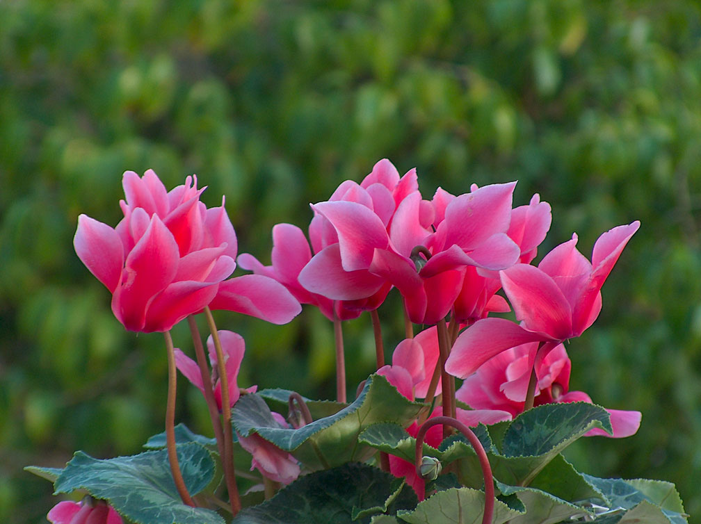 cyclamen