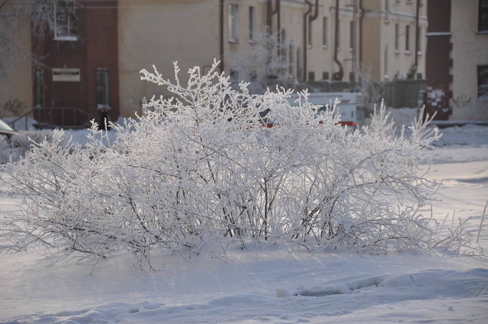 коралл