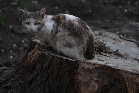 девятая жизнь