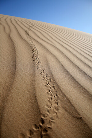 Tracks