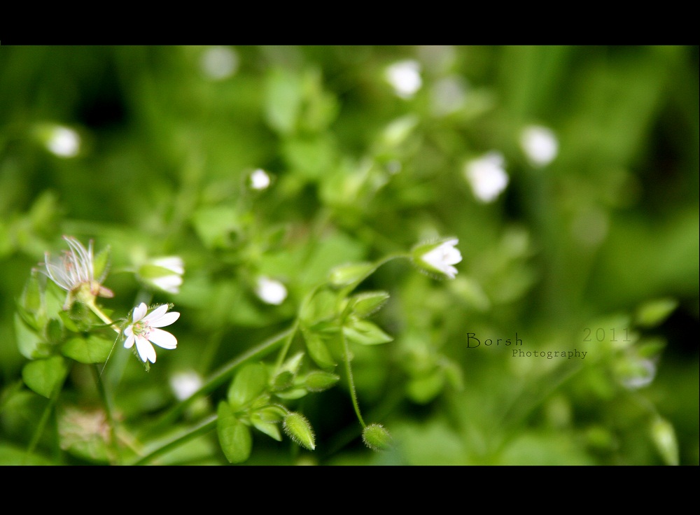 Green tenderness