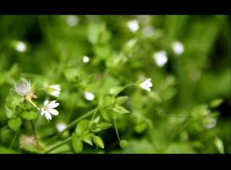 Green tenderness