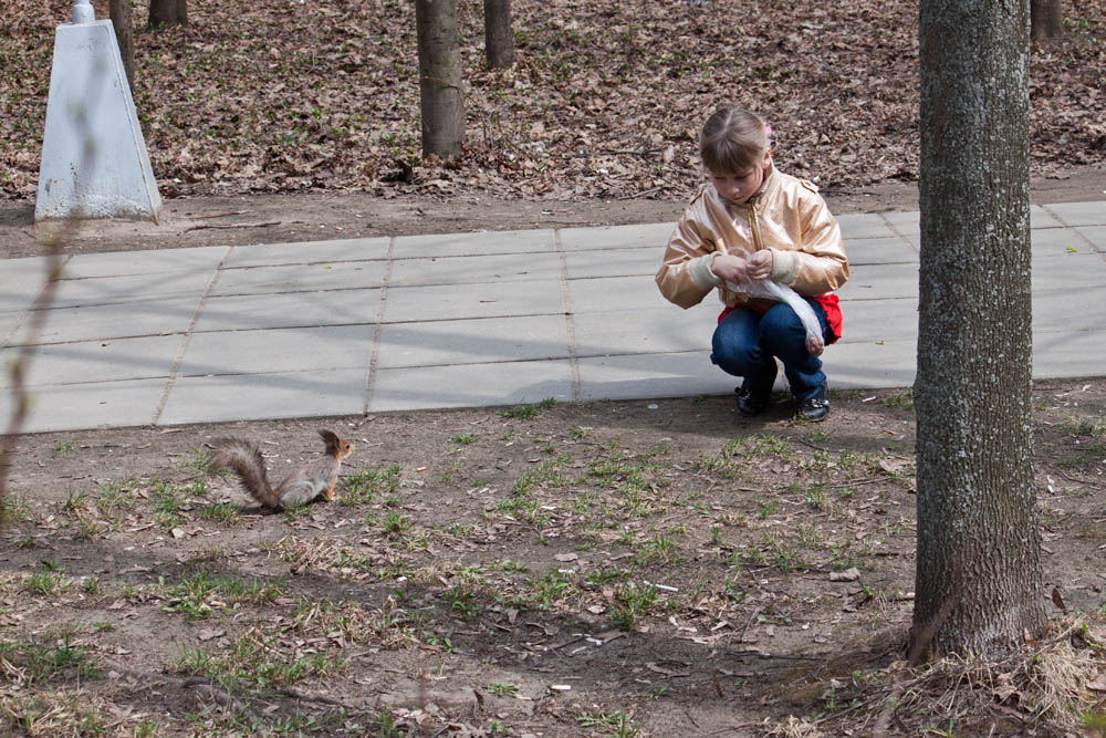 Городские грызуны