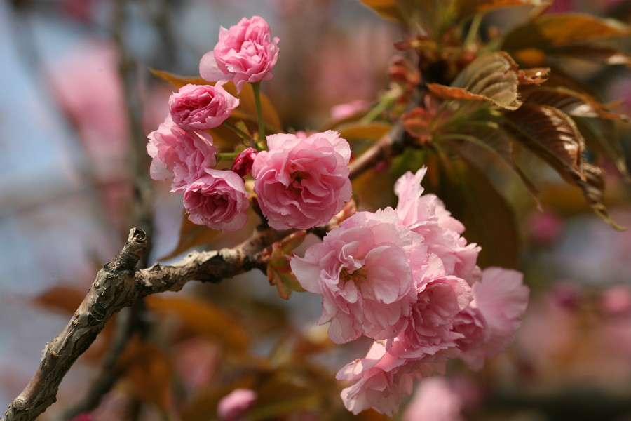 Sakura