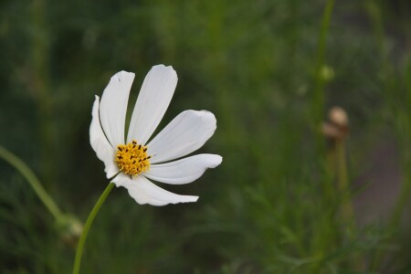 Серия цветы *5*