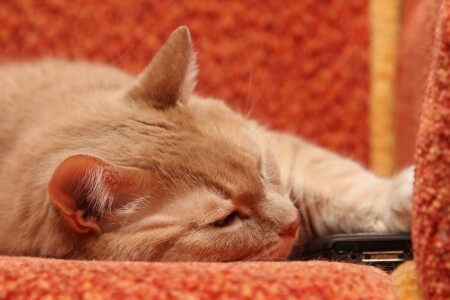 Скучаю и жду звонка