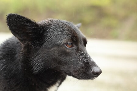 Черный, мокрый пес