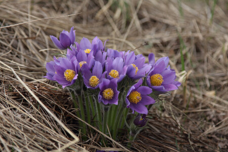 подснежники