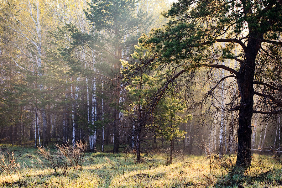 Forestry light