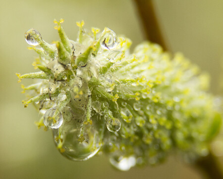 Инопланетянин