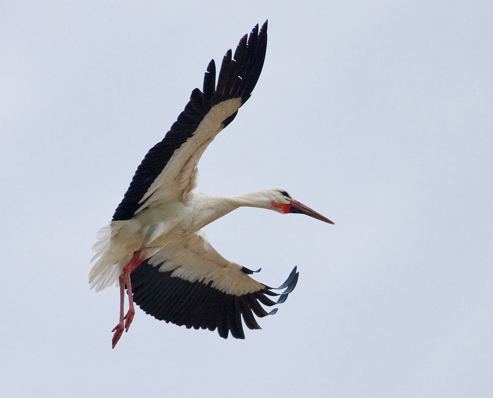 Ciconia ciconia