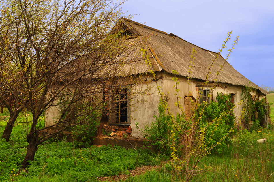 Белый кот. Старый дом