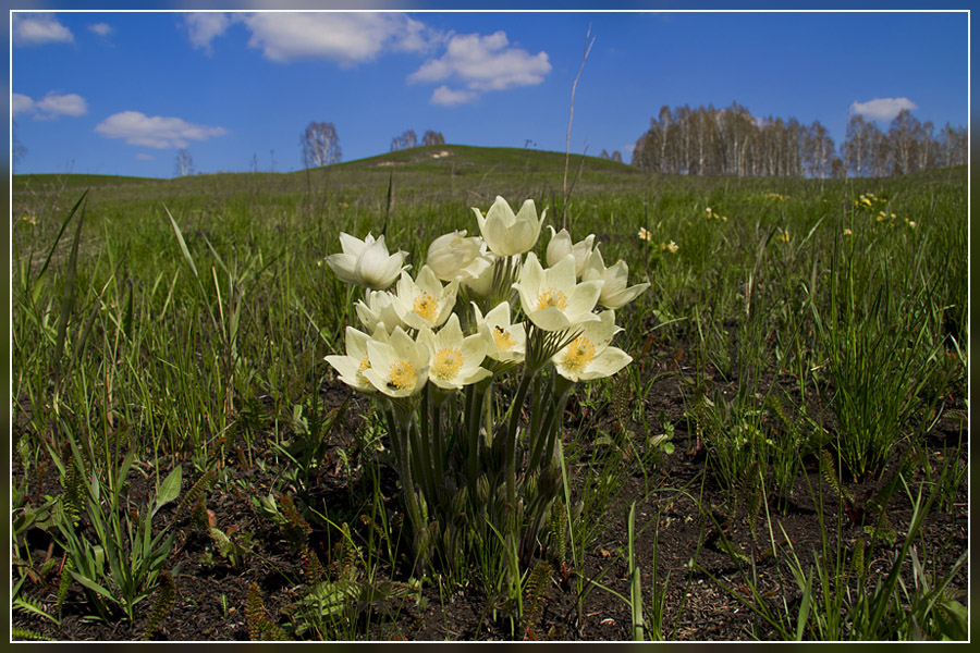 Сон-трава