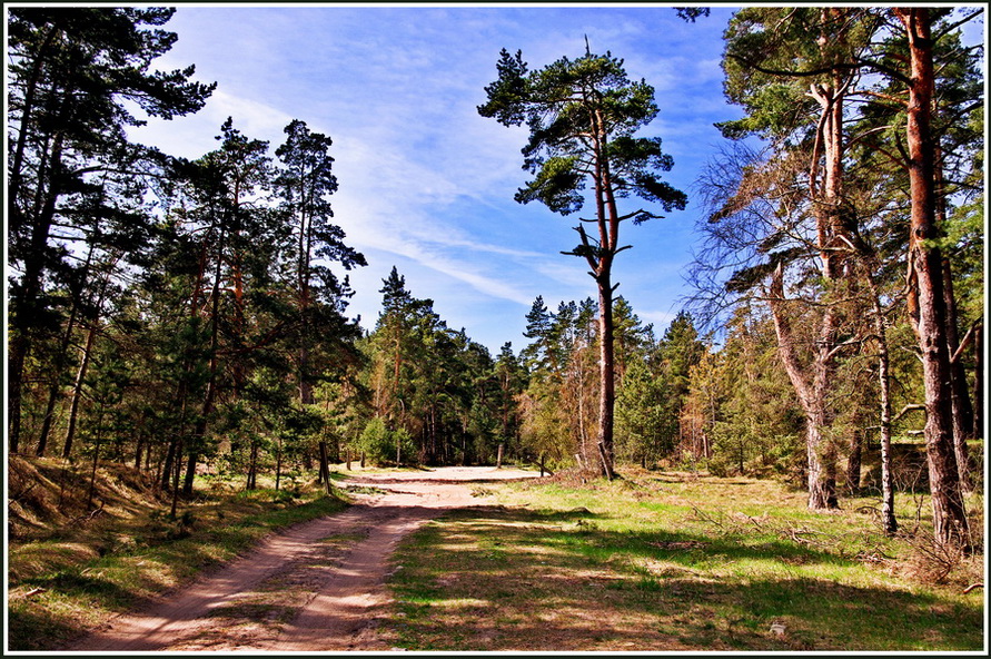 Дорога в лесу.