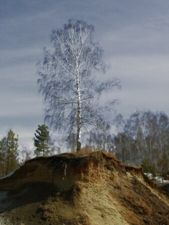 Люблю березку белую