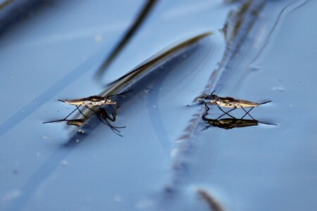 Перед поединком