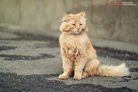 Дворовый кот