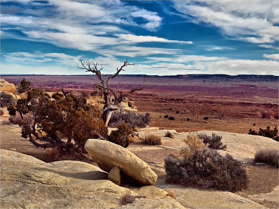 Lonely Tree