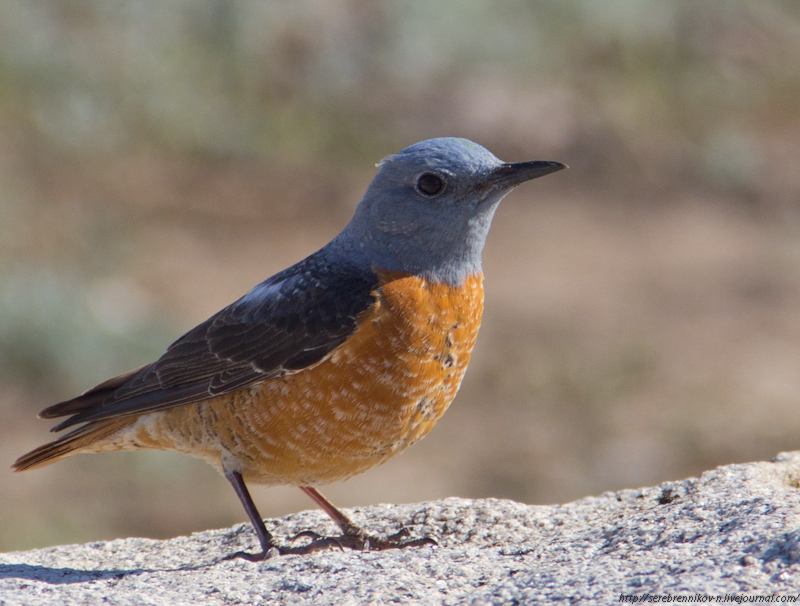 Пёстрый каменный дрозд (Monticola saxatilis) 