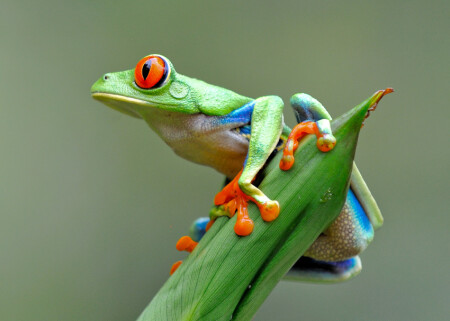 красноглазая лягушка