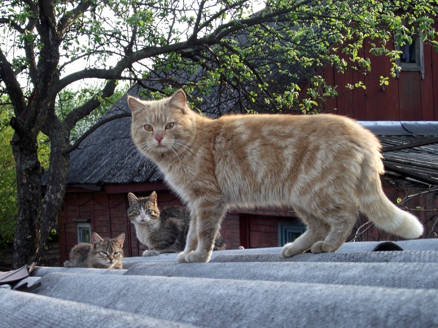 Кошки, которые отдыхали на крыше