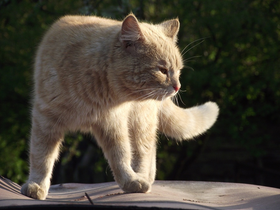 Кошка, которая отдыхала на крыше