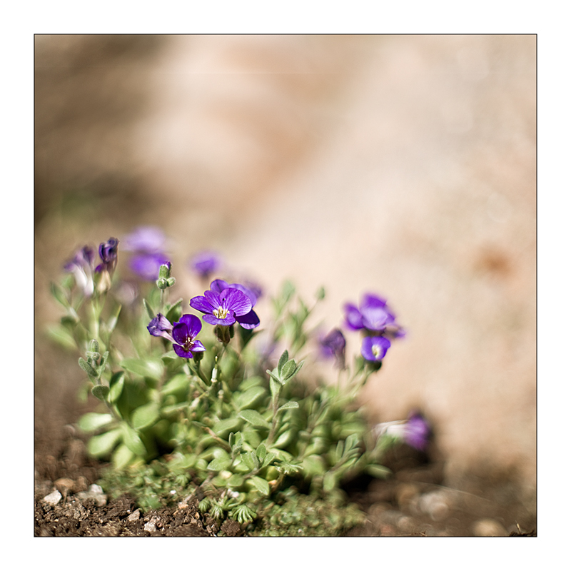 Primroses