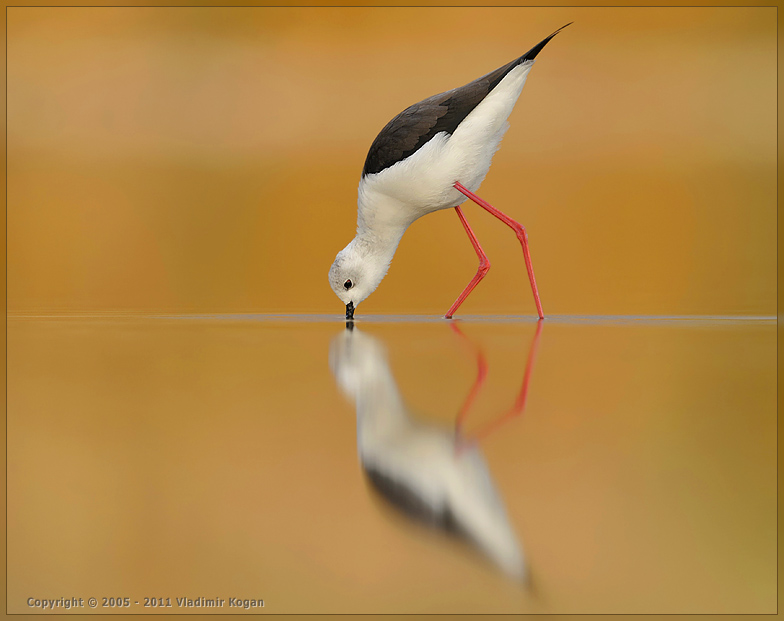 Black-Winged Stilt