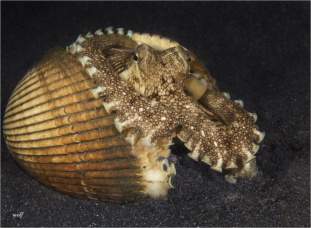 Coconut Octopus